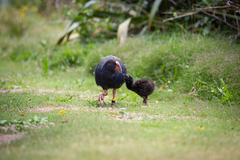 Porphyrio hochstetteri