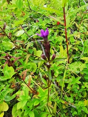 Gentianella auriculata