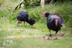 Porphyrio hochstetteri