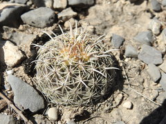 Coryphantha salinensis