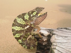 Chamaeleo gracilis