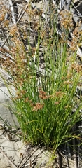 Juncus balticus ater