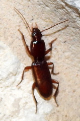 Stenomorphus californicus
