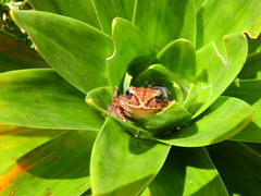 Pristimantis permixtus