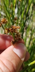 Juncus balticus ater