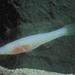 Ozark Cavefish - Photo Wikimedia Commons, no known copyright restrictions (public domain)