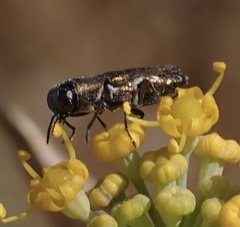 Anthaxia umbellatarum