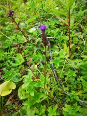 Gentianella auriculata