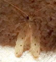 Numata bipunctella