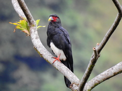 Red-Throated Caracara photo 3