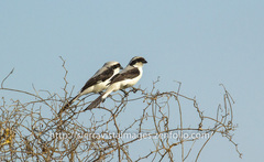 Lanius excubitoroides