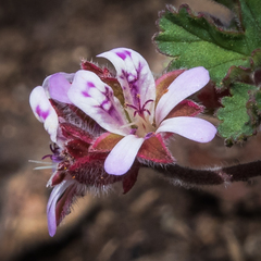 Pelargonium leucophyllum