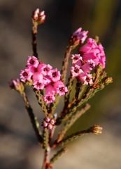 Erica daphniflora