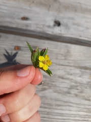 Lysimachia lanceolata
