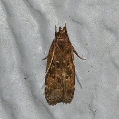 Helcystogramma melantherella