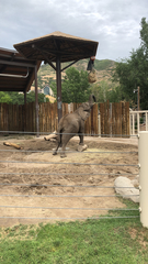 Elephantidae
