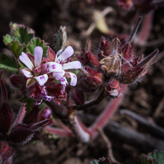Pelargonium leucophyllum