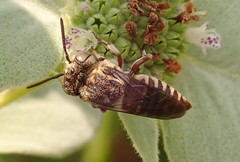 Coelioxys coturnix