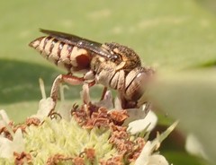 Coelioxys coturnix