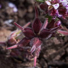 Pelargonium leucophyllum