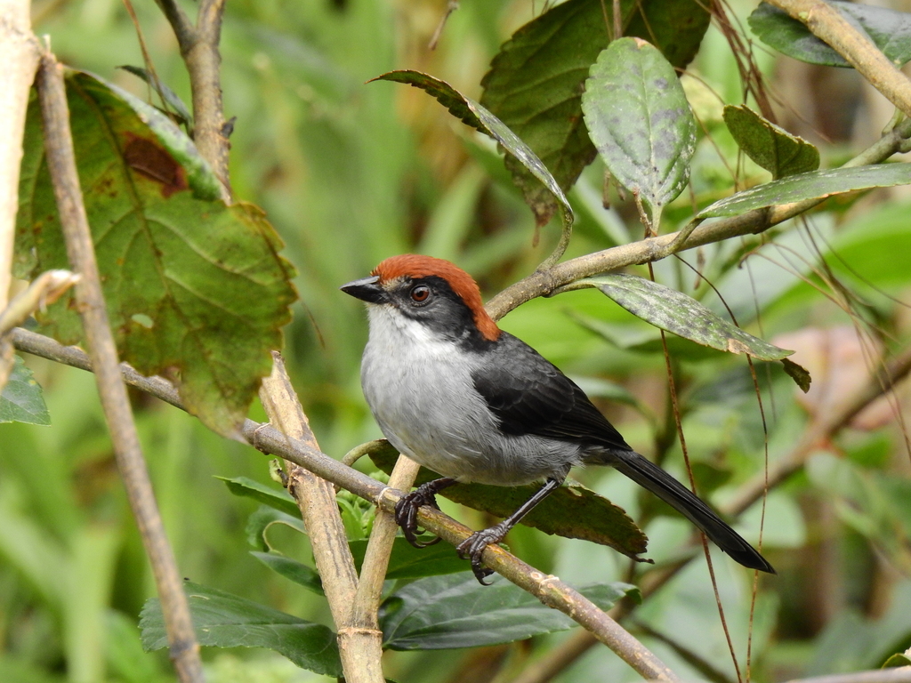 Antioquia Brushfinch photo