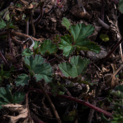 Pelargonium leucophyllum