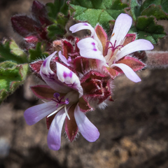 Pelargonium leucophyllum