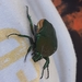 photo of Figeater Beetle (Cotinis mutabilis)