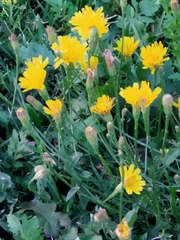 Scorzoneroides autumnalis
