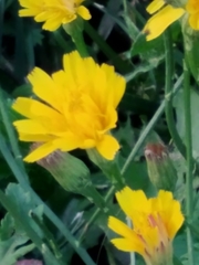 Scorzoneroides autumnalis