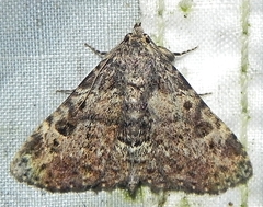 Metalectra quadrisignata