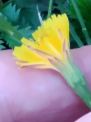 Scorzoneroides autumnalis