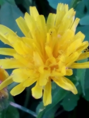 Scorzoneroides autumnalis