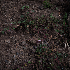 Pelargonium leucophyllum