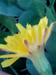 Scorzoneroides autumnalis