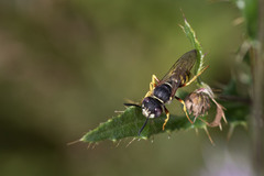 Philanthus triangulum