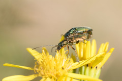 Chrysanthia geniculata