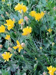 Scorzoneroides autumnalis