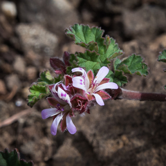Pelargonium leucophyllum
