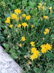 Scorzoneroides autumnalis