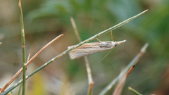 Agriphila straminella