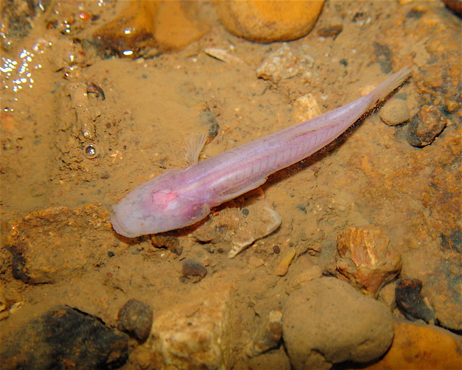 Southern Cavefish (Fishes of the Upper Green River, KY) · iNaturalist