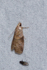Acrobasis palliolella