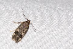 Martyringa latipennis