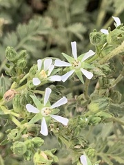 Horkelia clevelandii