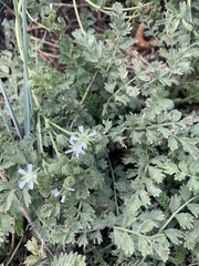 Horkelia clevelandii