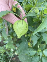 Physalis philadelphica
