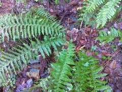 Polystichum × luerssenii