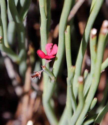 Image of Indigofera gifbergensis by (c) Tony Rebelo, some rights reserved (CC BY-SA)