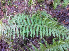 Polystichum × luerssenii